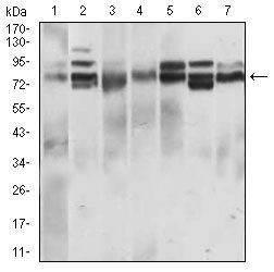 CD22 Antibody