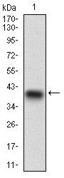 CD22 Antibody