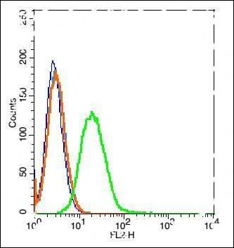 CD22 Rabbit Polyclonal Antibody