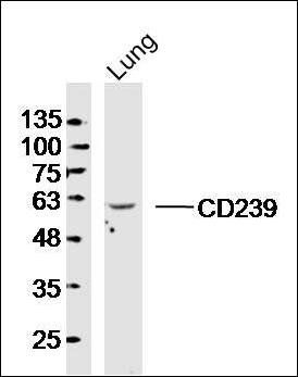 CD239 antibody