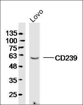CD239 antibody