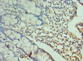 CD244 Antibody