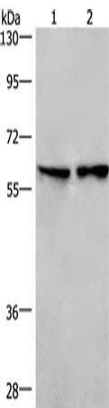 CD244 Antibody