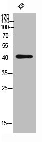 CD244 antibody