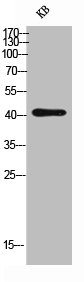 CD244 Antibody