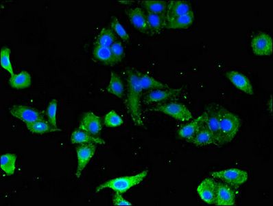 CD247 Antibody