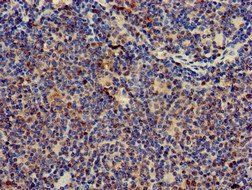 CD247 Antibody
