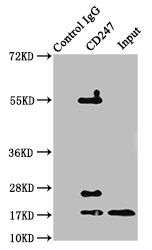 CD247 antibody