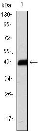 CD247 Antibody