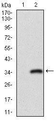 CD24 Antibody