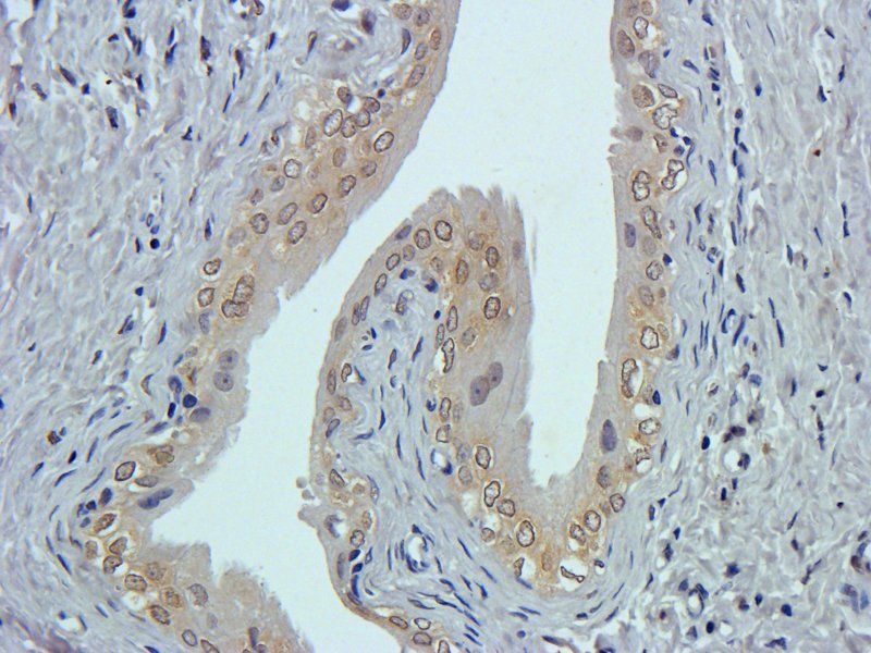 CD24 antibody