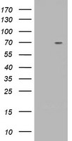 DPP4 Antibody