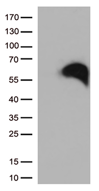 CD27 Antibody