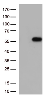 CD27 Antibody