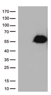 CD27 Antibody