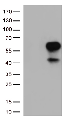 CD27 Antibody