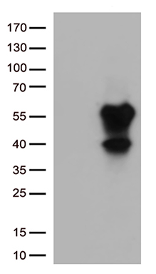 CD27 Antibody