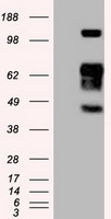 CD27 Antibody