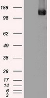 CD27 Antibody