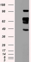CD27 Antibody