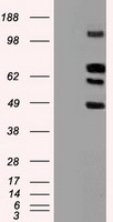 CD27 Antibody