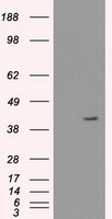 CD27 Antibody