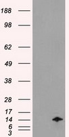 CD27 Antibody