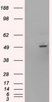 CD27 Antibody