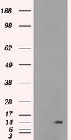 CD27 Antibody
