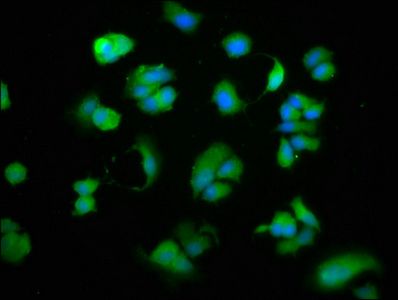 CD27 Antibody