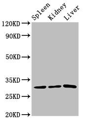 CD27 antibody