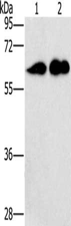 CD27 antibody