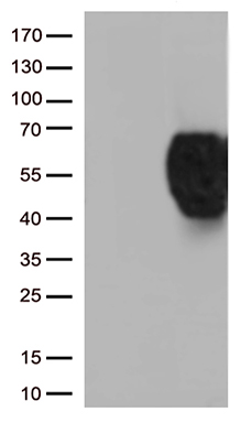 BTLA Antibody
