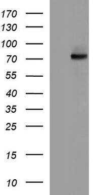 BTLA Antibody