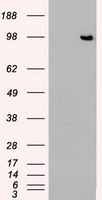 BTLA Antibody