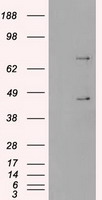 BTLA Antibody