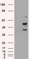 BTLA Antibody