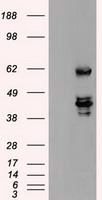 BTLA Antibody
