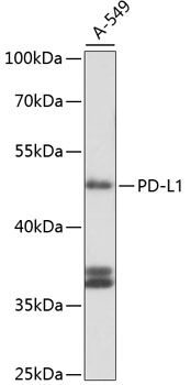 CD274 antibody