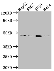 CD274 Recombinant Monoclonal Antibody