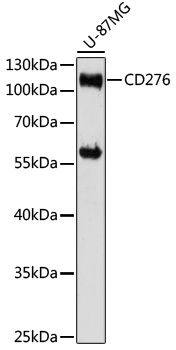 CD276 antibody