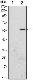 CD276 Antibody