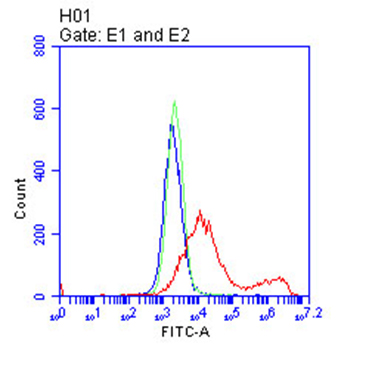 CD28 Antibody