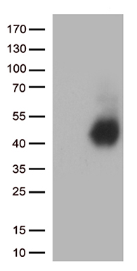 CD28 Antibody