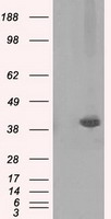 CD28 Antibody