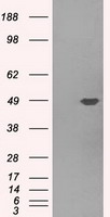 CD28 Antibody