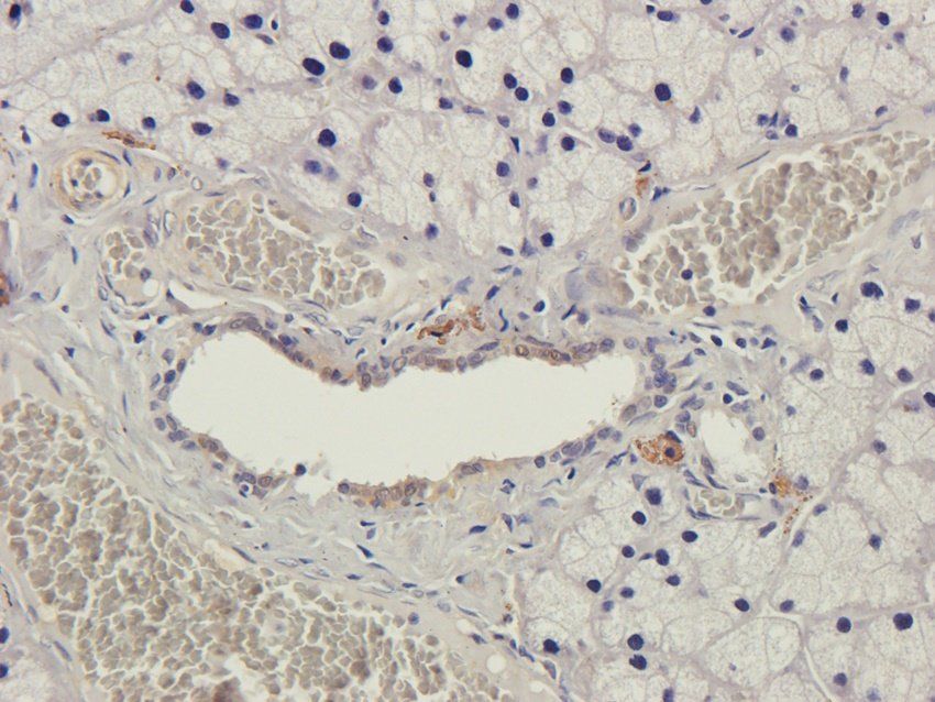 CD28 antibody