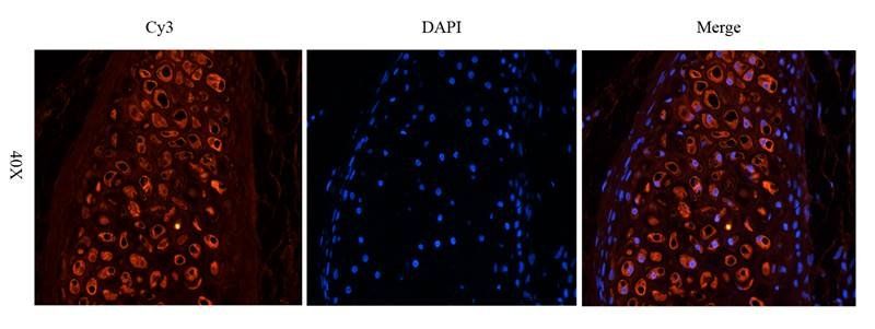 CD28 antibody