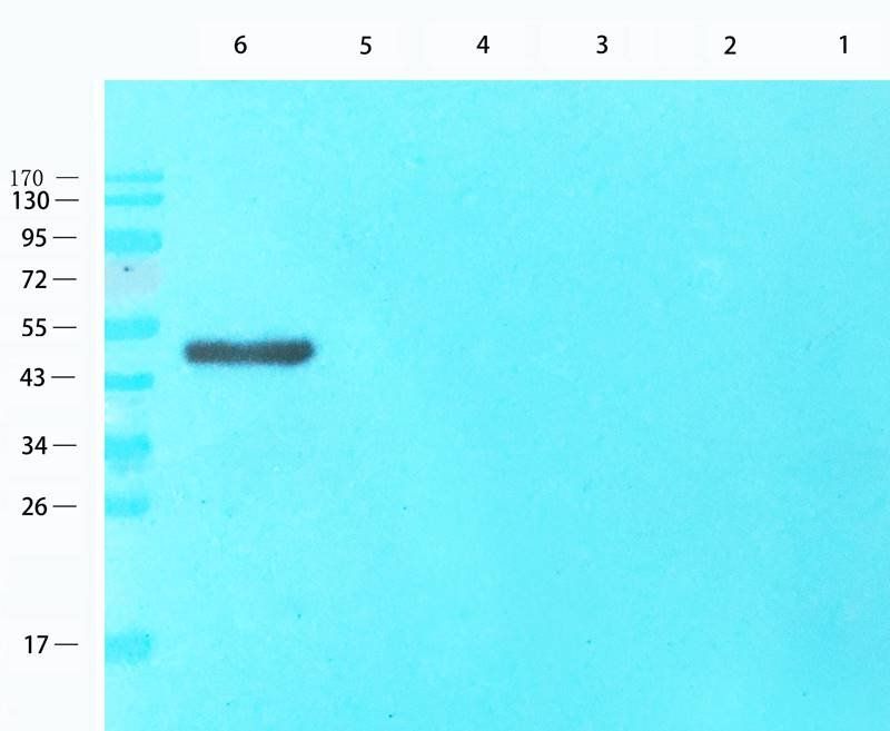 CD28 antibody