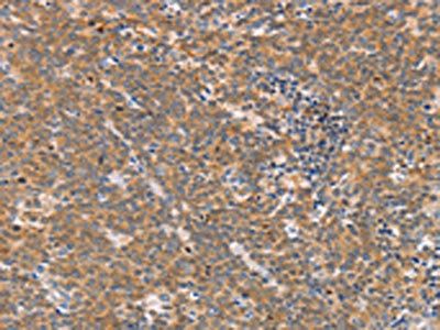 CD2AP Antibody